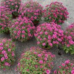 25.10.2022. Kielce. Sprzedaż chryzantem / Fot. Monika Miller - Radio Kielce