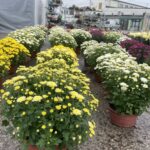 25.10.2022. Kielce. Sprzedaż chryzantem / Fot. Monika Miller - Radio Kielce