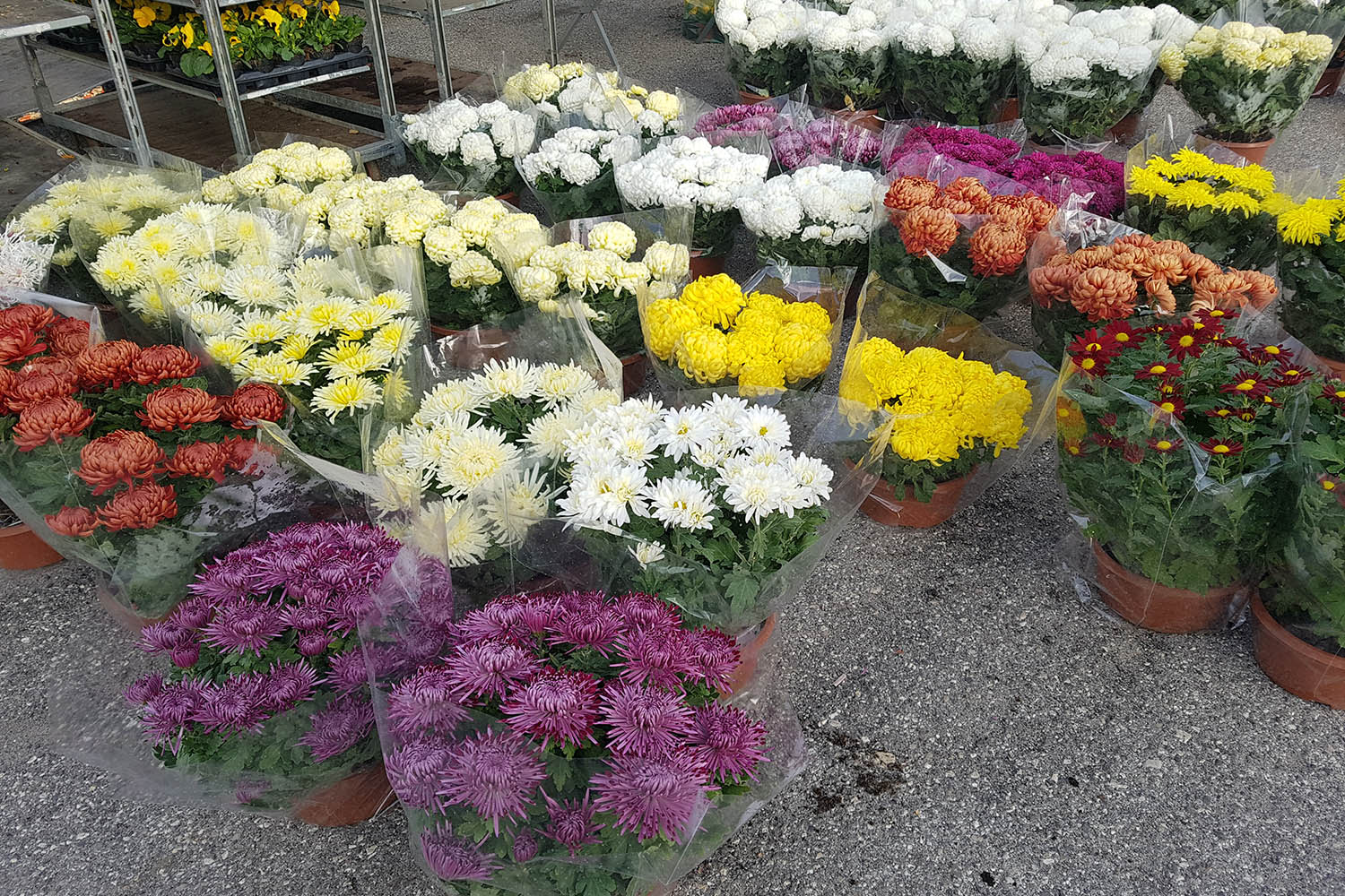 Chryzantemy - ciekawe kwiaty krótkiego dnia 2 Chryzantemy - ciekawe kwiaty krótkiego dnia