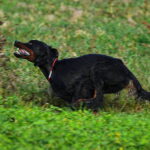 20.10.2022. Pińczowskie. 23. Międzynarodowe Field Trialsy. / Fot. Milena Oleszczuk