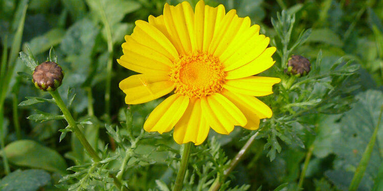 Chryzantema w… kuchni. Jesienna roślina uprawiana jest do wielu celów - Radio Kielce