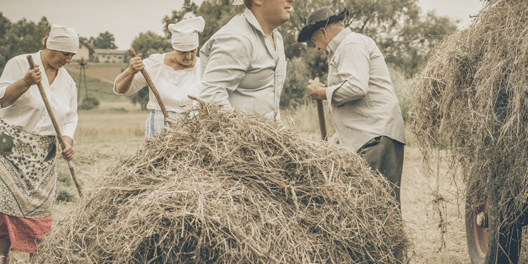 Boszczynek. Zdjęcia z planu filmowego o tradycyjnych sianokosach / Fot. Marcin Hołda