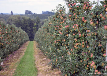 Problemy kadrowe świętokrzyskich sadowników są większe niż w ostatnich latach - Radio Kielce