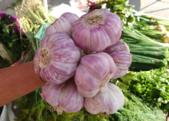 Czas na sadzenie czosnku   - Radio Kielce