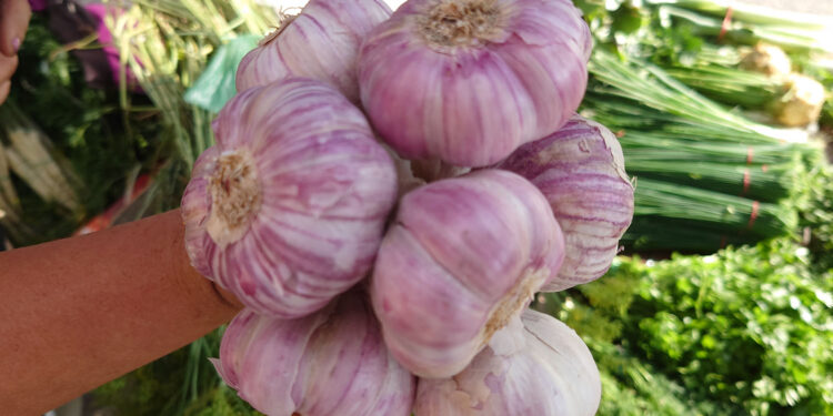 Czas na sadzenie czosnku   - Radio Kielce