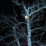 24.10.2022. Karmniki dla sikorek i wróbli w stylu miniaturowych chat zakopiańskich / Fot. Magdalena Galas-Klusek - Radio Kielce