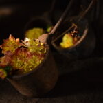 23.10.2022. Maleniec. Floryści przyozdobili maszyny. / Fot. Magdalena Galas-Klusek - Radio Kielce