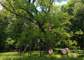 Wkrótce Światowy Dzień Drzewa. Co zawdzięcza im Ziemia? - Radio Kielce