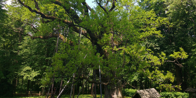 Wkrótce Światowy Dzień Drzewa. Co zawdzięcza im Ziemia? - Radio Kielce