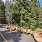 Rajd charytatywny Złombol / Fot. uczestnicy