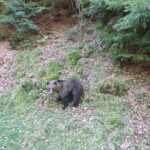 Radj Charytatywny Złombol. Spotkanie z niedźwiedziem / Fot. uczestnicy