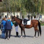 08.10.2022. Michałów. XIII Sportowe Mistrzostwa Polski Koni Arabskich Czystej Krwi / Fot. Marta Gajda - Radio Kielce