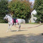 08.10.2022. Michałów. XIII Sportowe Mistrzostwa Polski Koni Arabskich Czystej Krwi / Fot. Marta Gajda - Radio Kielce