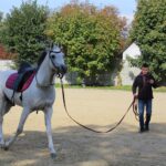 08.10.2022. Michałów. XIII Sportowe Mistrzostwa Polski Koni Arabskich Czystej Krwi / Fot. Marta Gajda - Radio Kielce