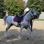 08.10.2022. Michałów. XIII Sportowe Mistrzostwa Polski Koni Arabskich Czystej Krwi / Fot. Marta Gajda - Radio Kielce