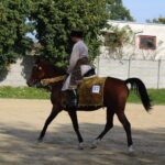 08.10.2022. Michałów. XIII Sportowe Mistrzostwa Polski Koni Arabskich Czystej Krwi / Fot. Marta Gajda - Radio Kielce