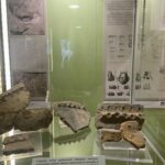 28.10.2022. Sandomierz. Muzeum Zamkowe. Wystawa archeologiczna. / Fot. Grażyna Szlęzak - Radio Kielce