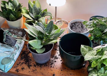 Październik miesiącem roślin doniczkowych. Jakie wybrać do domu? - Radio Kielce