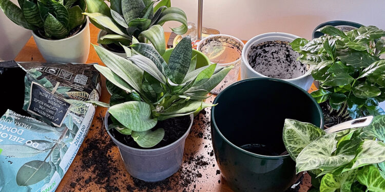 Październik miesiącem roślin doniczkowych. Jakie wybrać do domu? - Radio Kielce