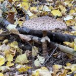 Kania / Fot. Robert Felczak - Radio Kielce