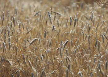 Wzrosła średnia cena skupu żyta, więc podatek rolny w 2023 może być wysoki - Radio Kielce