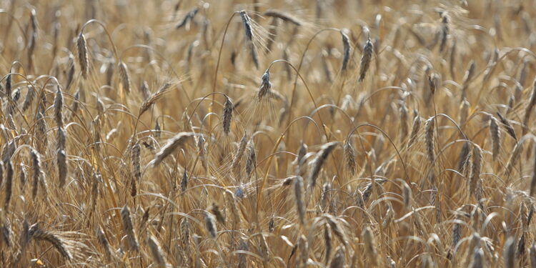 Wzrosła średnia cena skupu żyta, więc podatek rolny w 2023 może być wysoki - Radio Kielce