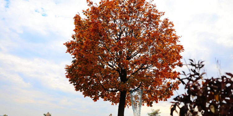 15.10.2022. Kielce. Ogród Botaniczny / Fot. Wiktor Taszłow - Radio Kielce