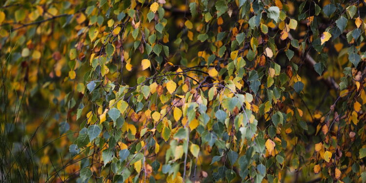 15.10.2022. Kielce. Ogród Botaniczny / Fot. Wiktor Taszłow - Radio Kielce