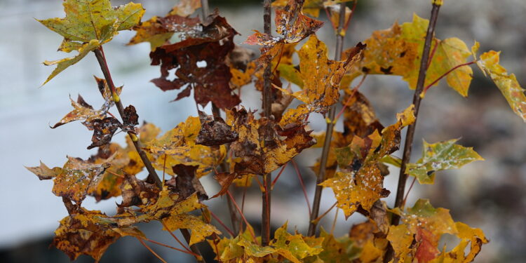 15.10.2022. Kielce. Ogród Botaniczny / Fot. Wiktor Taszłow - Radio Kielce