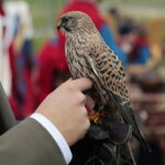 15.10.2022. Oblęgorek. XVII Hubertus Sarmacki w Oblęgorku / Fot. Wiktor Taszłow - Radio Kielce