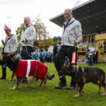 16.10.2022. Kielce. 27. Mistrzostwa Świata Psów w Tropieniu Sportowym / Fot. Wiktor Taszłow - Radio Kielce