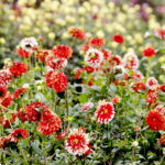 22.10.2022 Kielce. Ogród botaniczny. Jesień/ Fot. Jarosław Kubalski - Radio Kielce