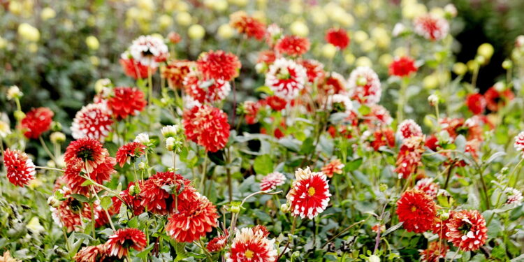 22.10.2022 Kielce. Ogród botaniczny. Jesień/ Fot. Jarosław Kubalski - Radio Kielce