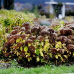22.10.2022 Kielce. Ogród botaniczny. Jesień/ Fot. Jarosław Kubalski - Radio Kielce