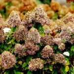 22.10.2022 Kielce. Ogród botaniczny. Jesień/ Fot. Jarosław Kubalski - Radio Kielce