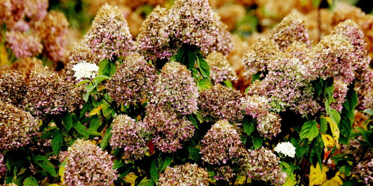 22.10.2022 Kielce. Ogród botaniczny. Jesień/ Fot. Jarosław Kubalski - Radio Kielce