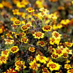 22.10.2022 Kielce. Ogród botaniczny. Jesień/ Fot. Jarosław Kubalski - Radio Kielce