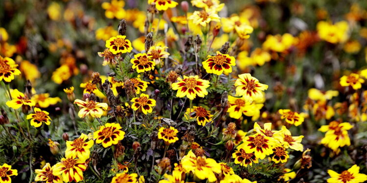 22.10.2022 Kielce. Ogród botaniczny. Jesień/ Fot. Jarosław Kubalski - Radio Kielce