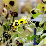 22.10.2022 Kielce. Ogród botaniczny. Jesień/ Fot. Jarosław Kubalski - Radio Kielce