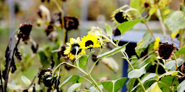 22.10.2022 Kielce. Ogród botaniczny. Jesień/ Fot. Jarosław Kubalski - Radio Kielce
