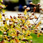 22.10.2022 Kielce. Ogród botaniczny. Jesień/ Fot. Jarosław Kubalski - Radio Kielce