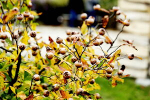 22.10.2022 Kielce. Ogród botaniczny. Jesień/ Fot. Jarosław Kubalski - Radio Kielce