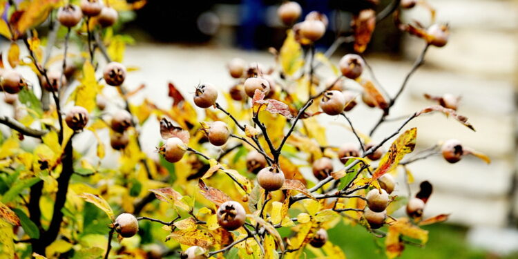 22.10.2022 Kielce. Ogród botaniczny. Jesień/ Fot. Jarosław Kubalski - Radio Kielce