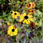 22.10.2022 Kielce. Ogród botaniczny. Jesień/ Fot. Jarosław Kubalski - Radio Kielce