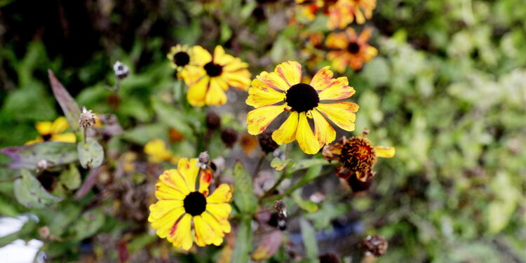 22.10.2022 Kielce. Ogród botaniczny. Jesień/ Fot. Jarosław Kubalski - Radio Kielce