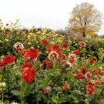 22.10.2022 Kielce. Ogród botaniczny. Jesień/ Fot. Jarosław Kubalski - Radio Kielce