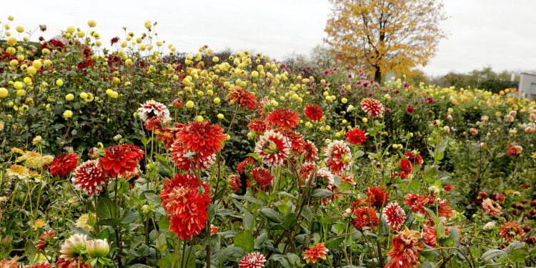 22.10.2022 Kielce. Ogród botaniczny. Jesień/ Fot. Jarosław Kubalski - Radio Kielce