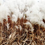 22.10.2022 Kielce. Ogród botaniczny. Jesień/ Fot. Jarosław Kubalski - Radio Kielce