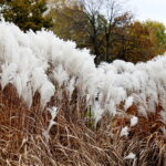 22.10.2022 Kielce. Ogród botaniczny. Jesień/ Fot. Jarosław Kubalski - Radio Kielce
