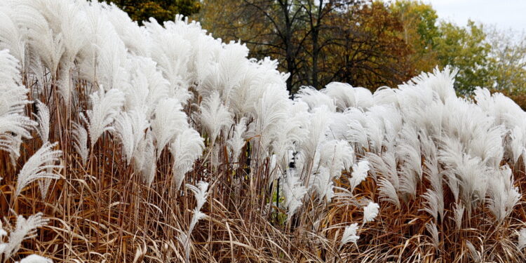22.10.2022 Kielce. Ogród botaniczny. Jesień/ Fot. Jarosław Kubalski - Radio Kielce